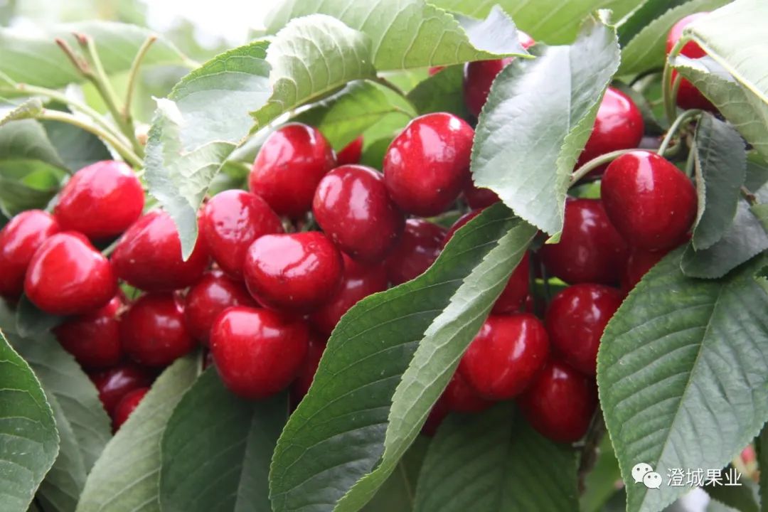 澄城县樱桃品种大全,澄城县樱桃产品