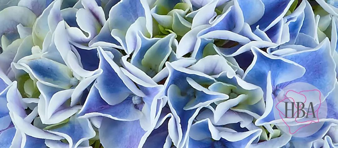 身边一抹蓝,最美蓝色绣球