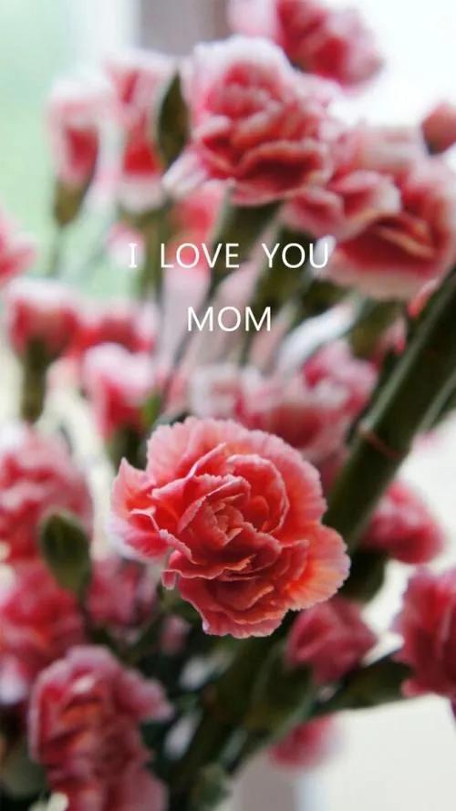 康乃馨花束壁纸,康乃馨壁纸手机超清全面屏