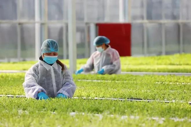 翠湖智慧农业创新工场效果图,翠湖智慧农业创新工场中标