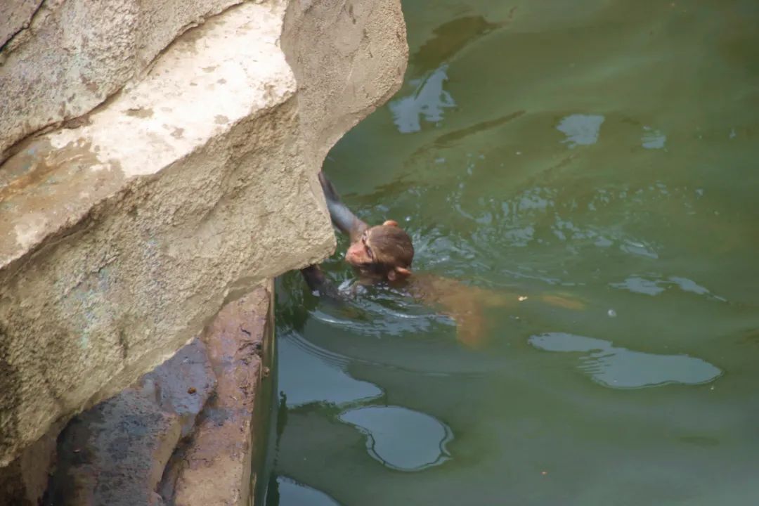 邢台动物园变大了没,淮安动物园开发时间