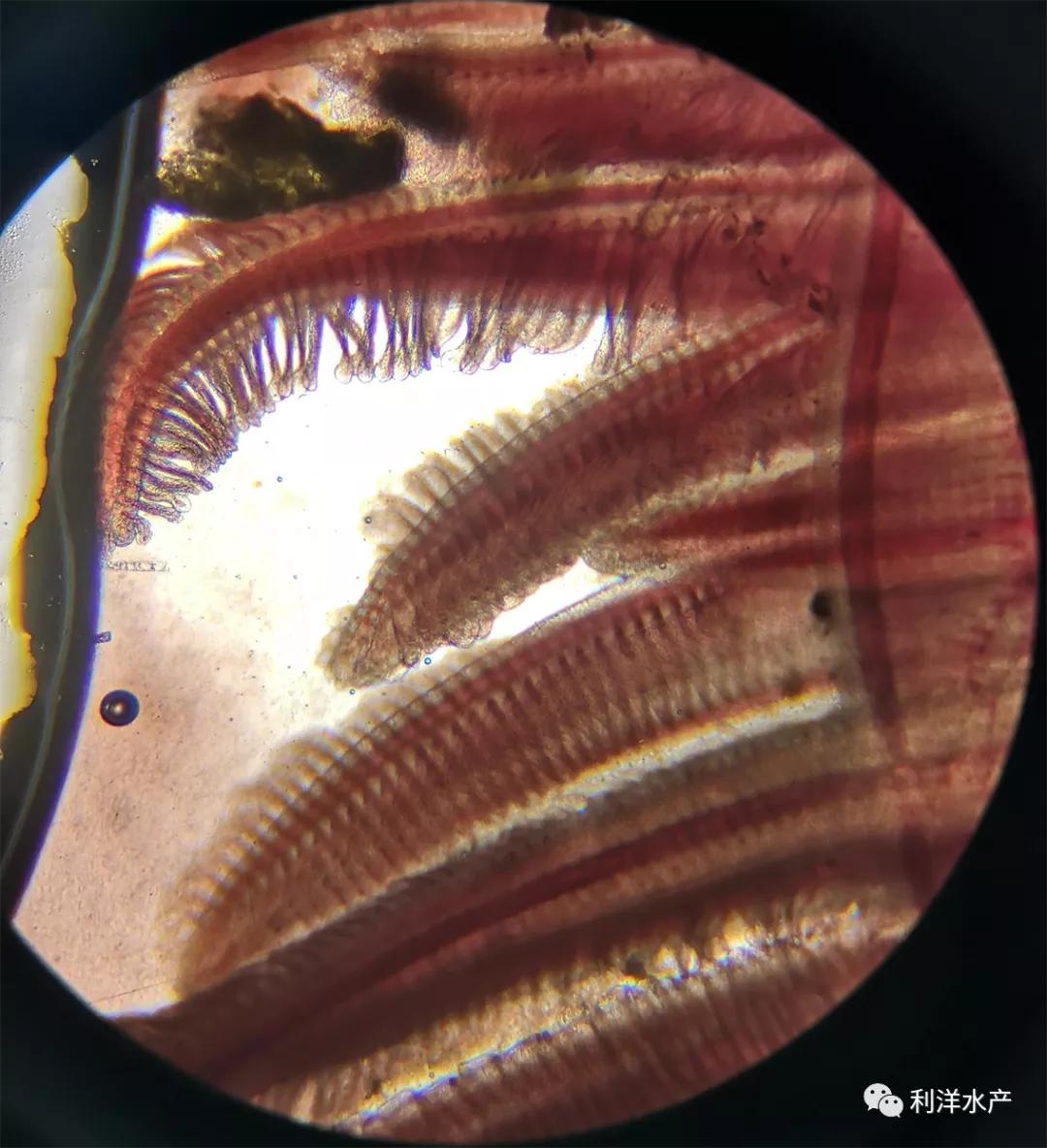 鳗鱼最佳饲料配方,新买的鳗鱼料怎么喂鳗鱼