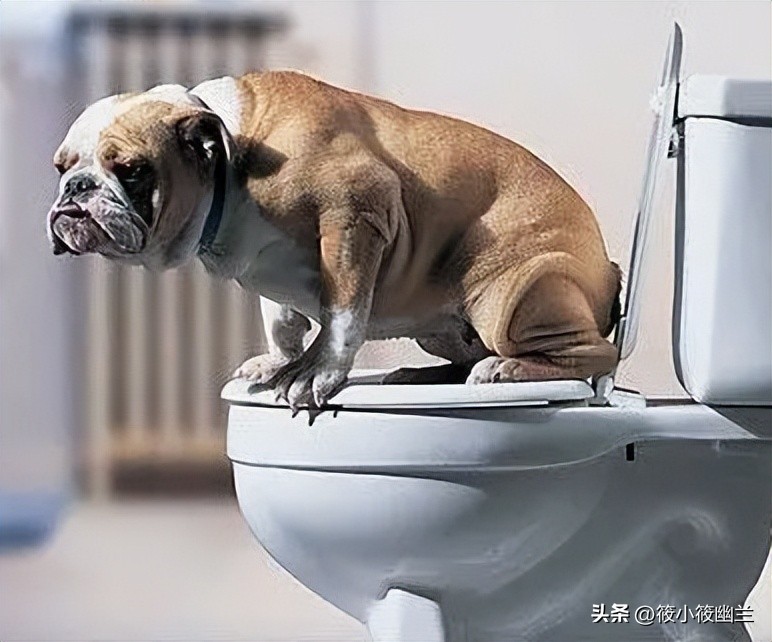 狗狗出了笼子就随地大小便,狗狗经常在屋里撒尿咋办