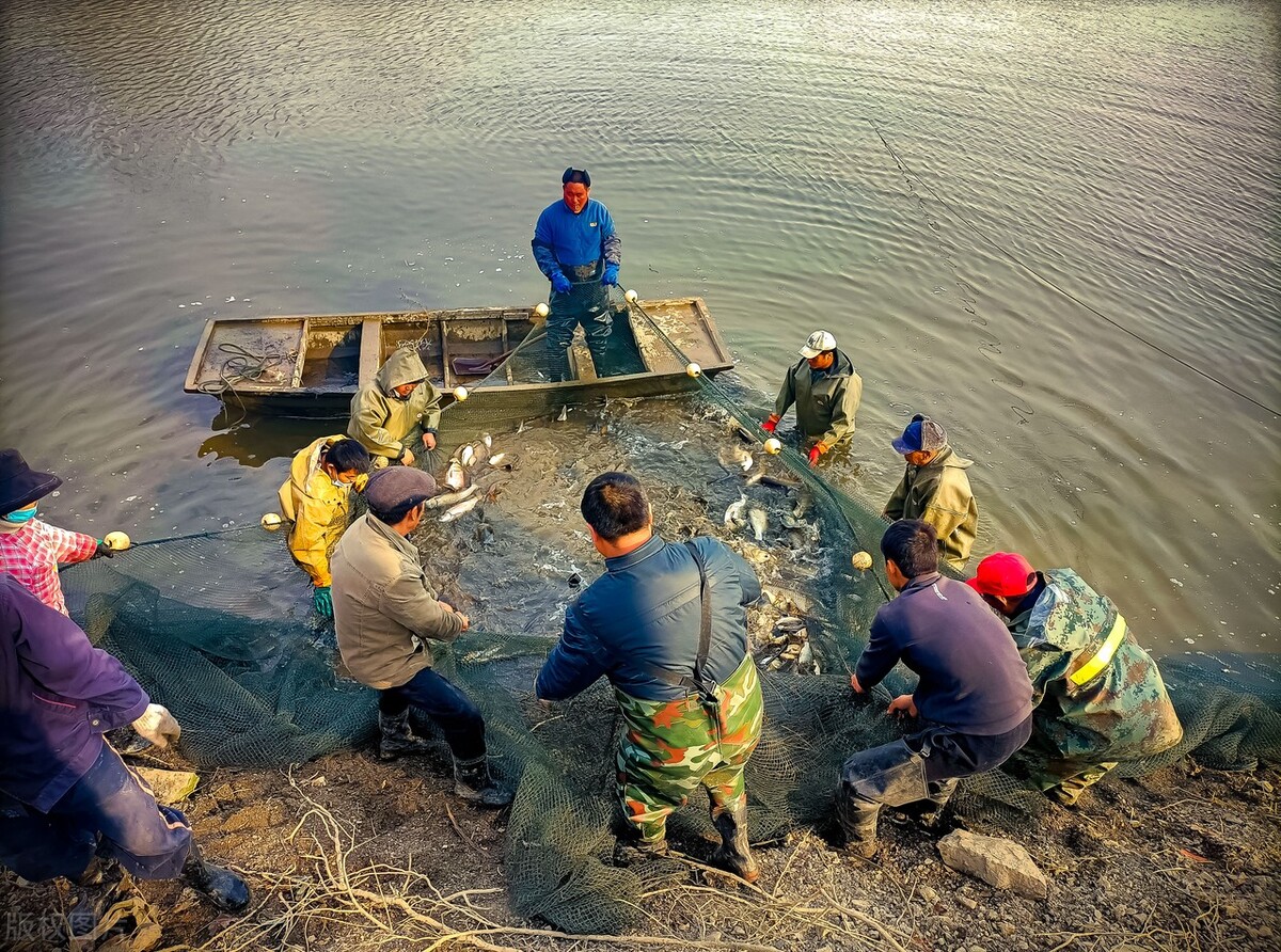 池塘养鱼高产养殖技术视频讲解,池塘养鱼技术指导大全