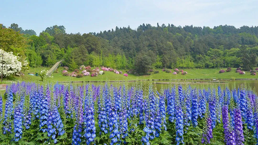 花卡特惠,新春钜惠不容错过