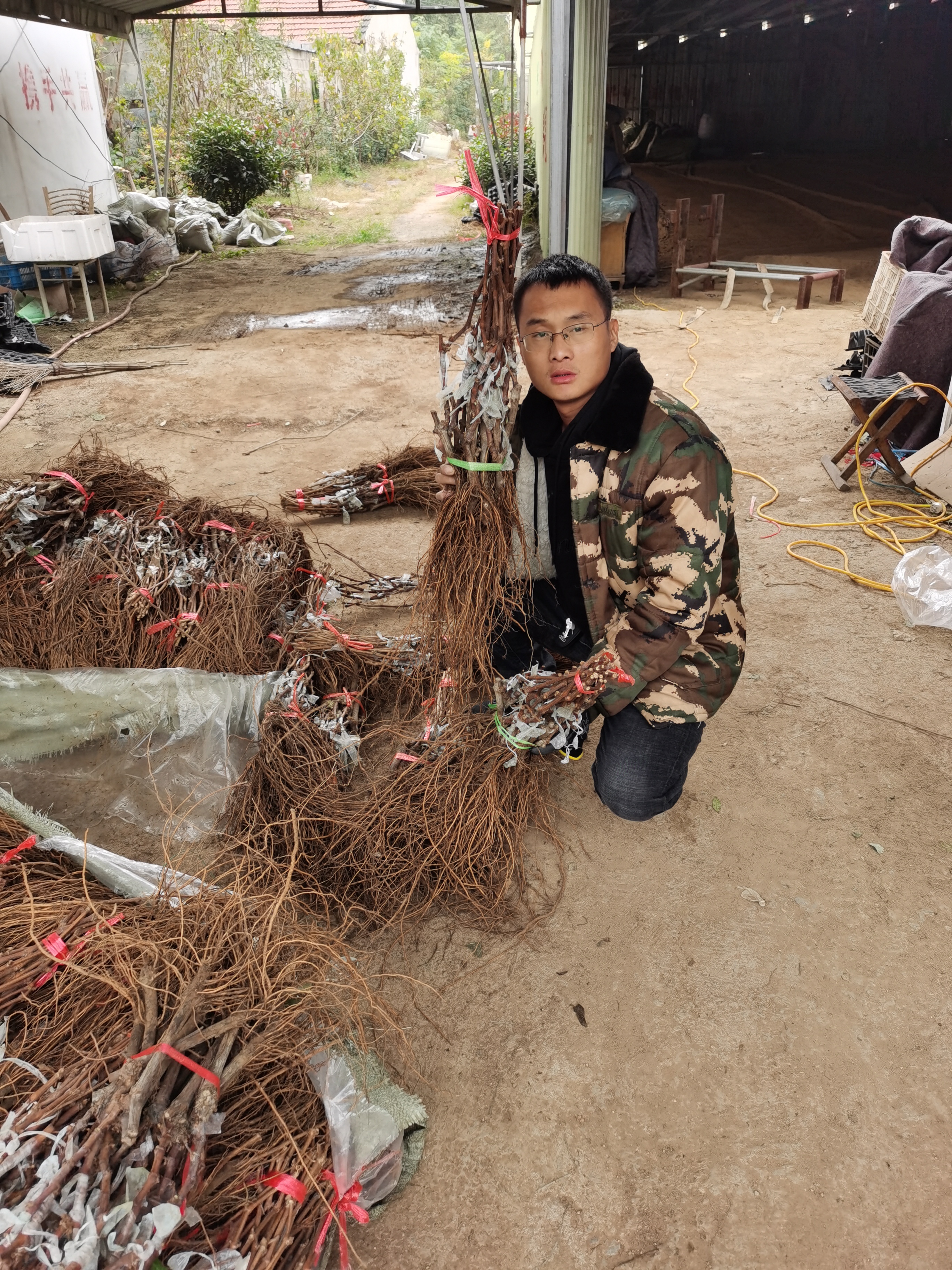 妮娜公主葡萄树苗新疆,妮娜公主葡萄苗哪有卖的