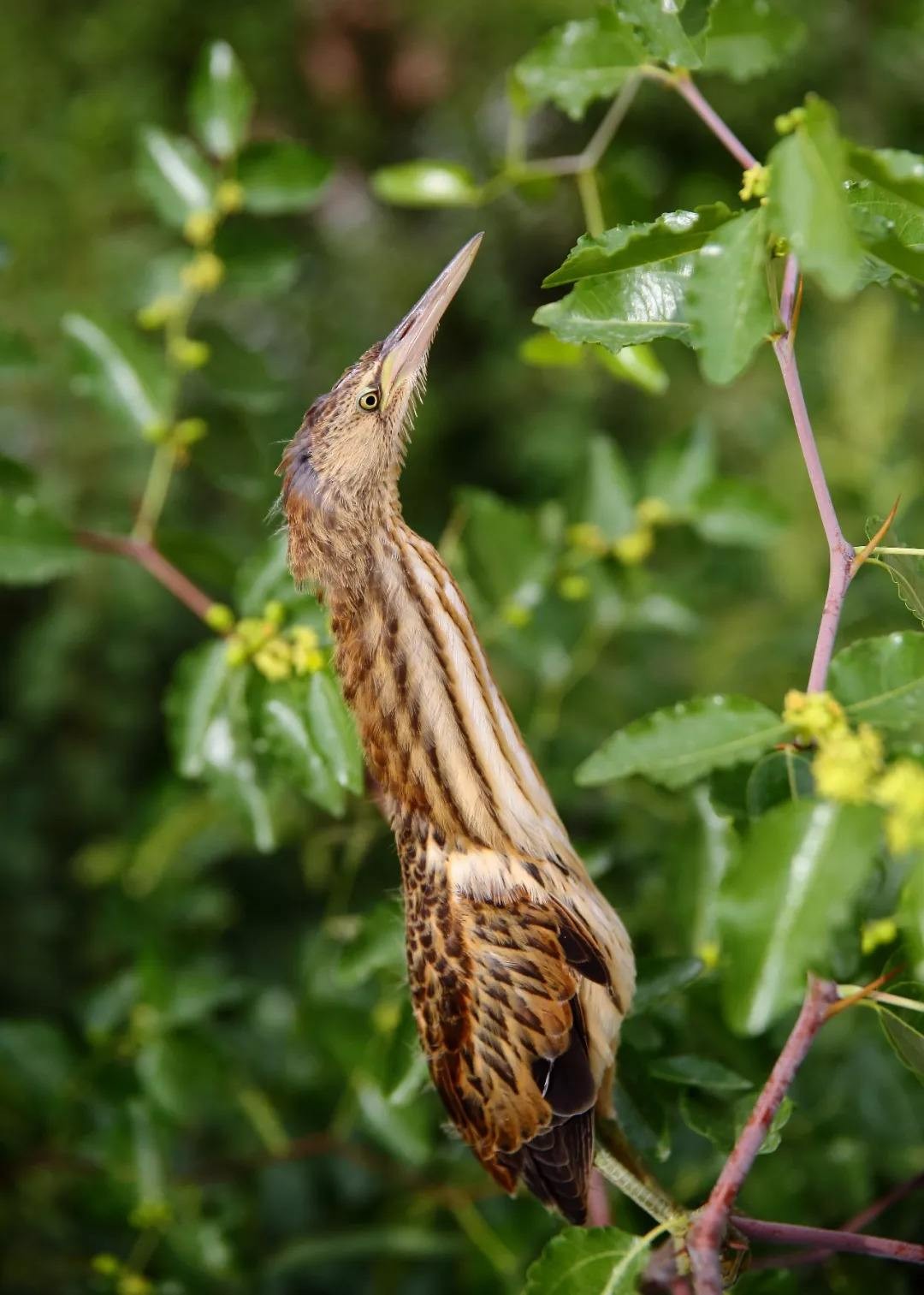 男子户外遇怪鸟受伤全身雪白带灰,湖北一男子回家途中看见一只怪鸟