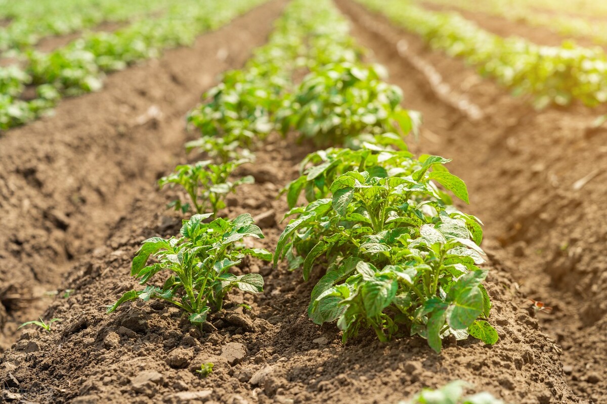 种植马铃薯各个阶段打药,马铃薯种植要注意什么