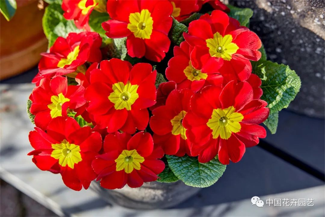 鑺卞崏鍝佺灞曠ず,鏂颁紭鑺卞崏鍝佺灞曠ず