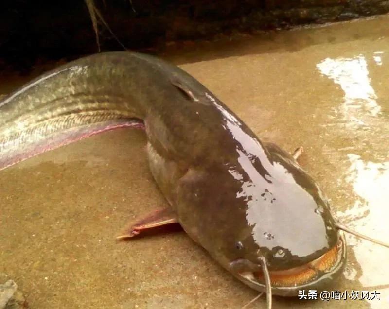 放生的鱼被抓对放生有意义吗,女子买25000斤鱼放生