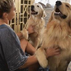 金毛对比拉布拉多哪个好,金毛vs柯基优缺点