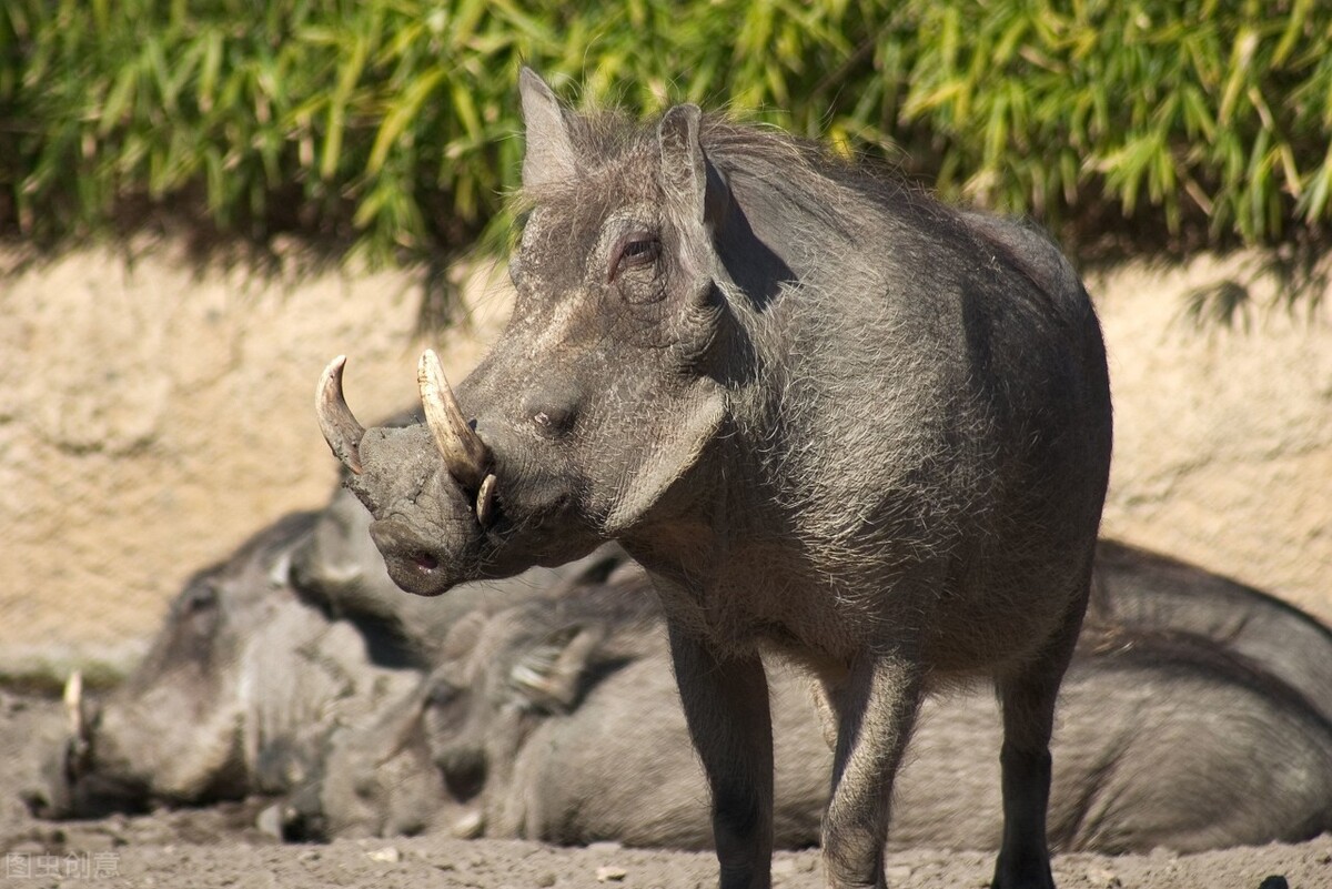 日本男人单挑,日本人与野猪打架