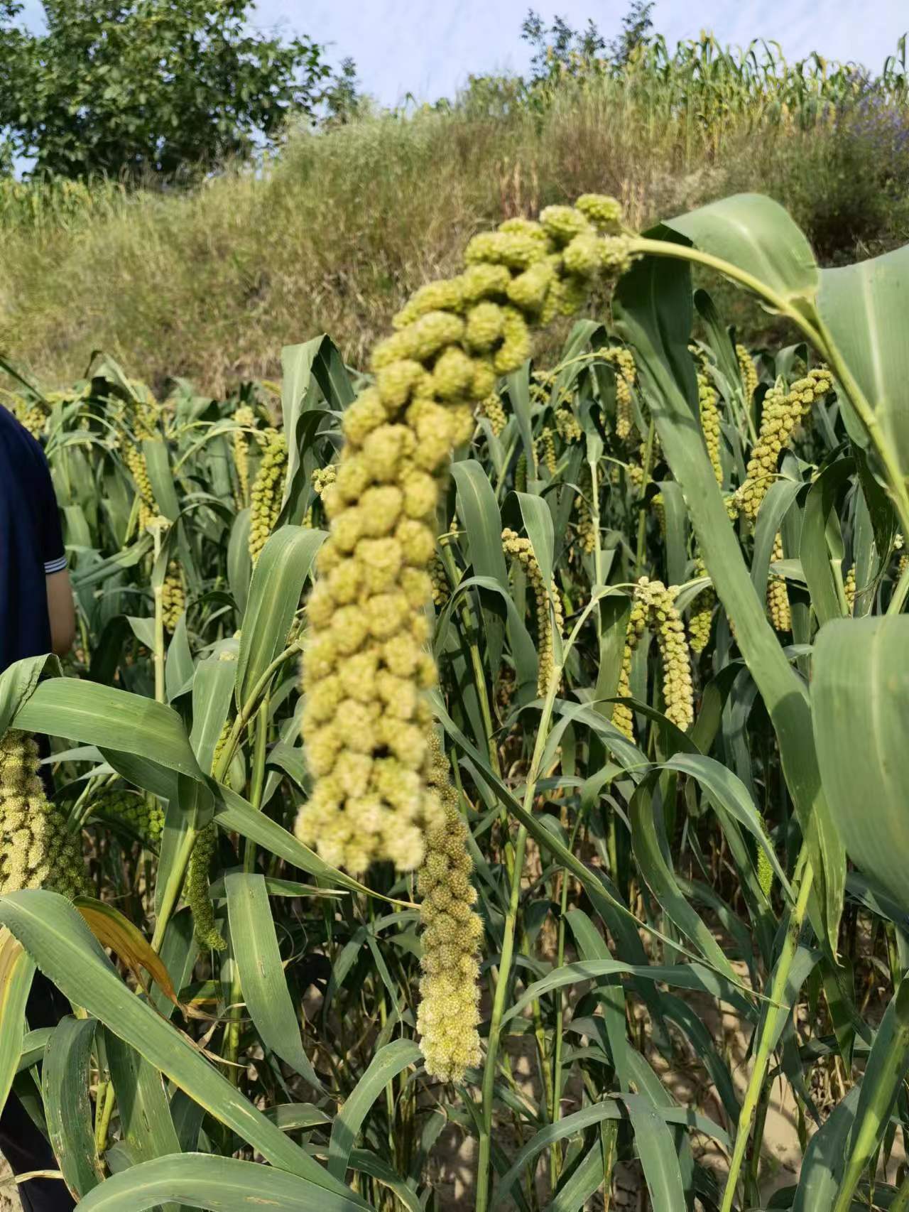 山西兴县小米,吕梁兴县农村发展