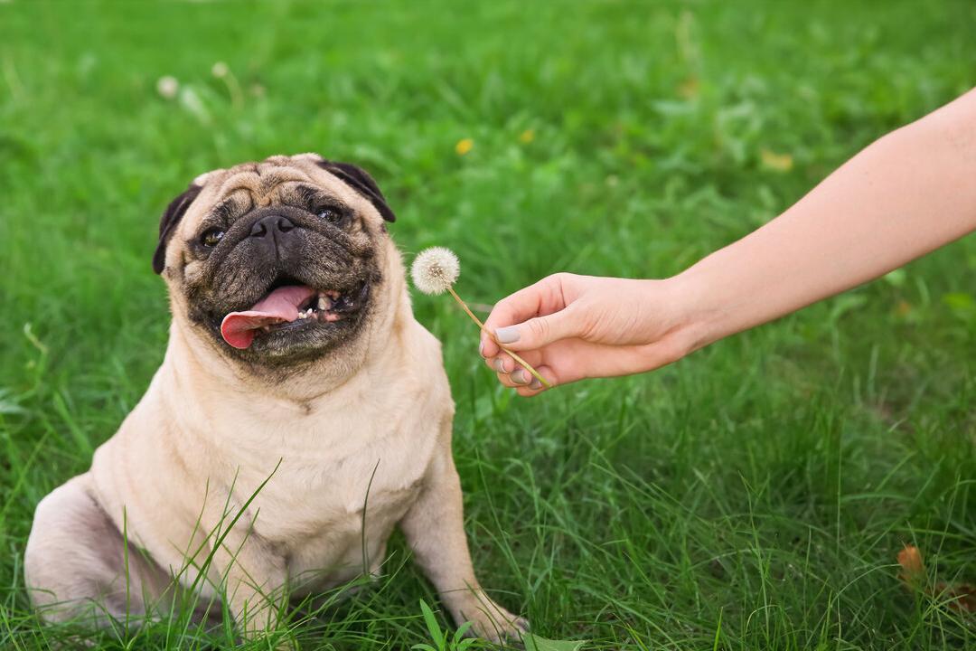 兽医评价宠物寿命,狗狗寿命跟什么有关