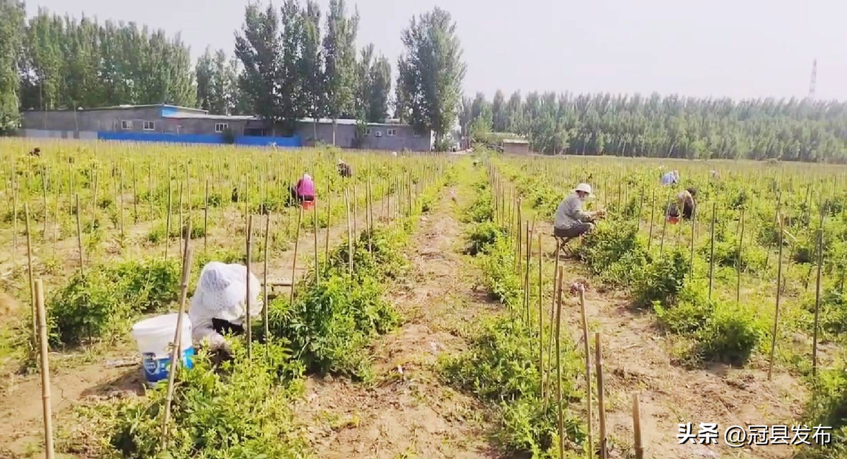 六盘水市乡村产业振兴案例,清泉镇产业园