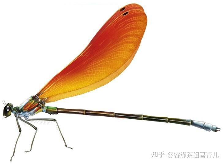 暑假作业出现昆虫类的题目,孩子看都不要看拒绝做这类题