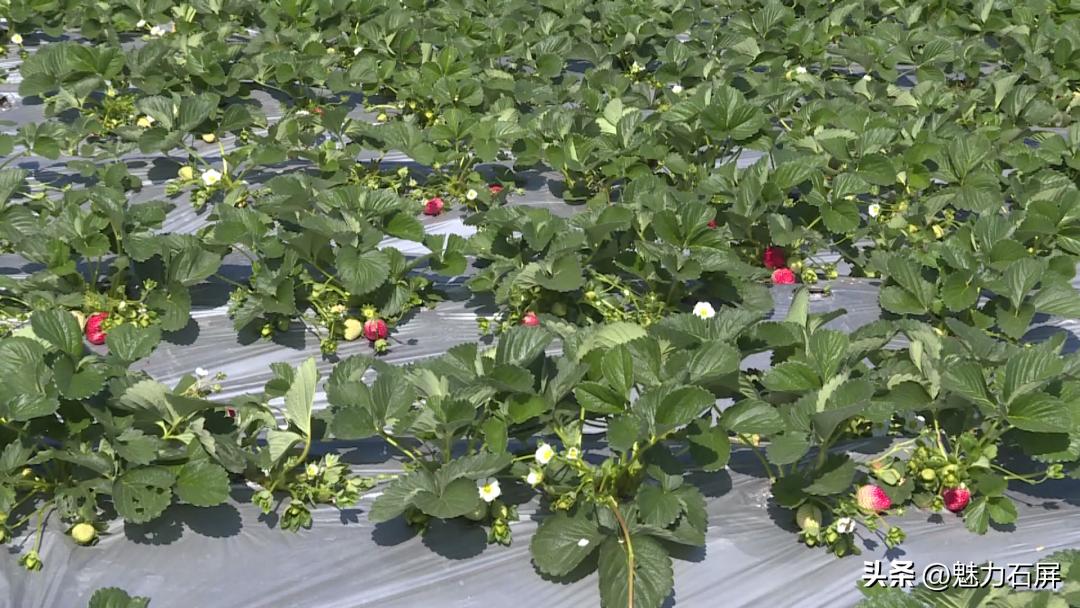 周末打卡地|去看“管道树”上的草莓and去摘冬日的第一颗草莓