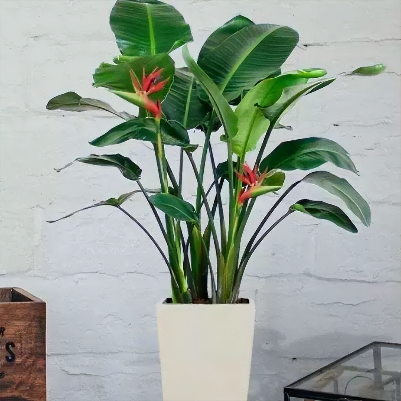 客厅绿植既好看又好养简单,最适宜客厅放置的15种绿植