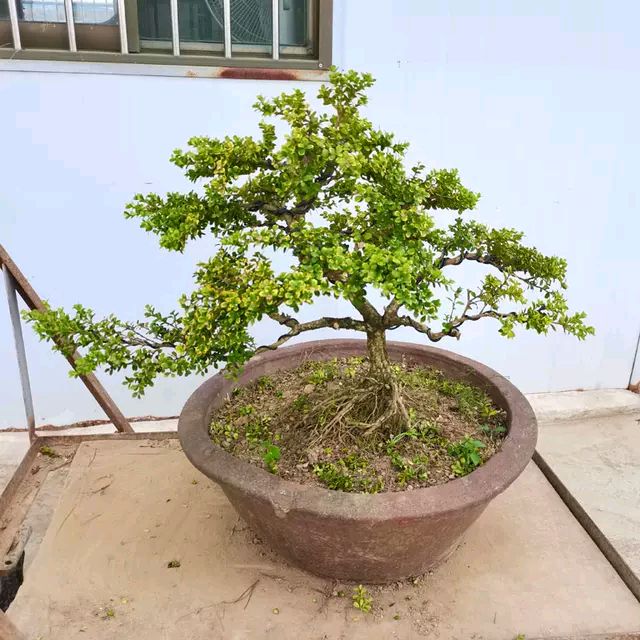 珍珠黄杨适合什么地方栽培,九顶山珍珠黄杨养护