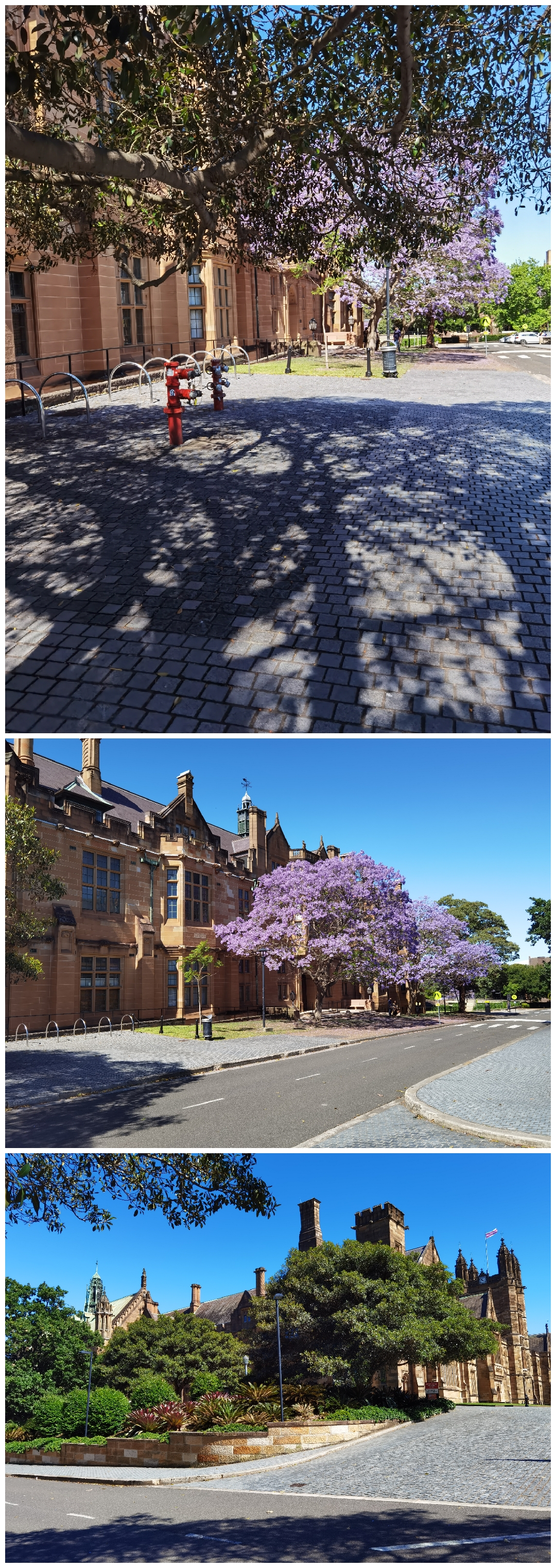 悉尼四天自由行,意犹未尽韩语版