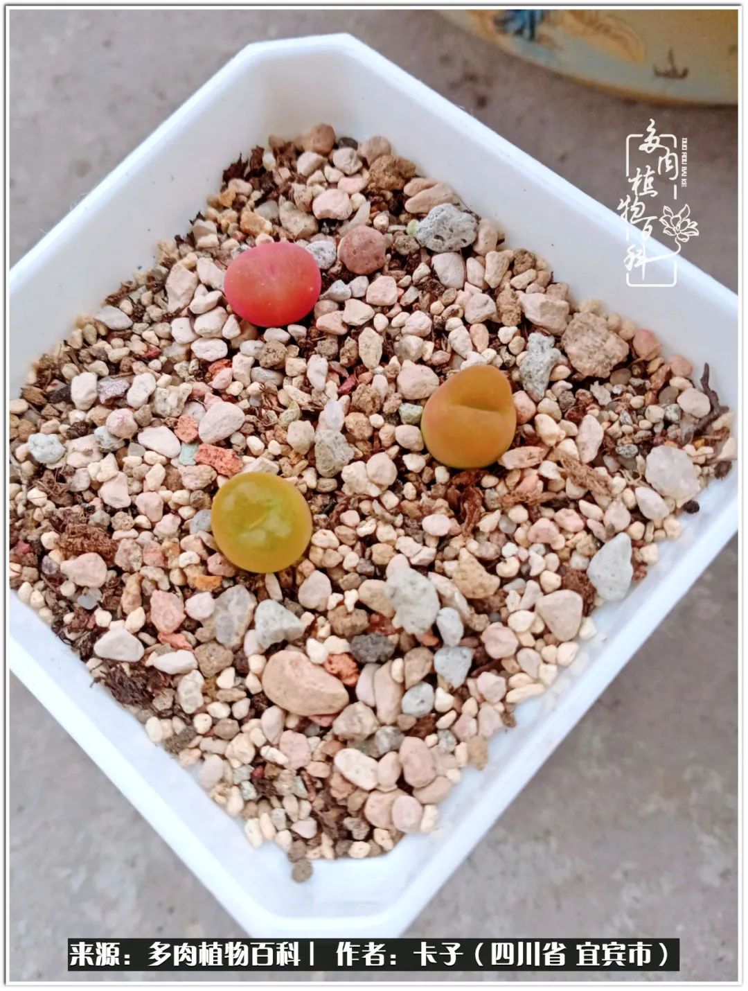 送我一轮明月文案,送我一轮明月