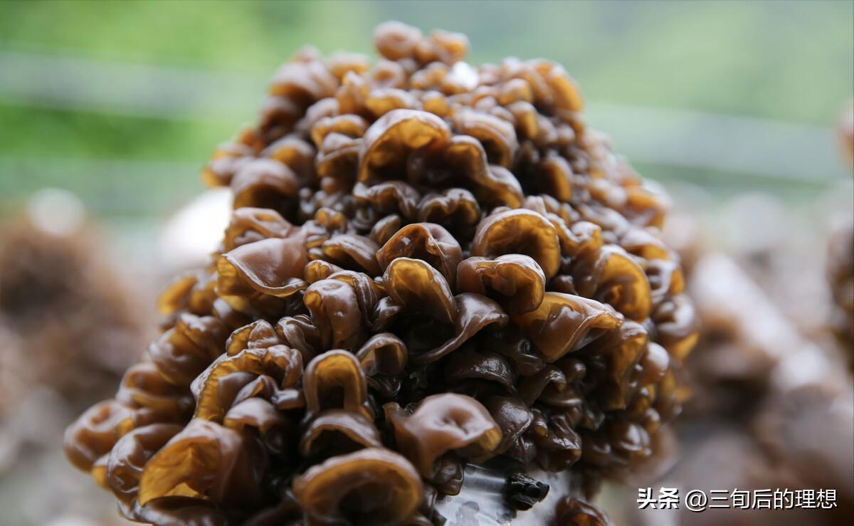 种植木耳和野生木耳,种植木耳的技术要点是什么