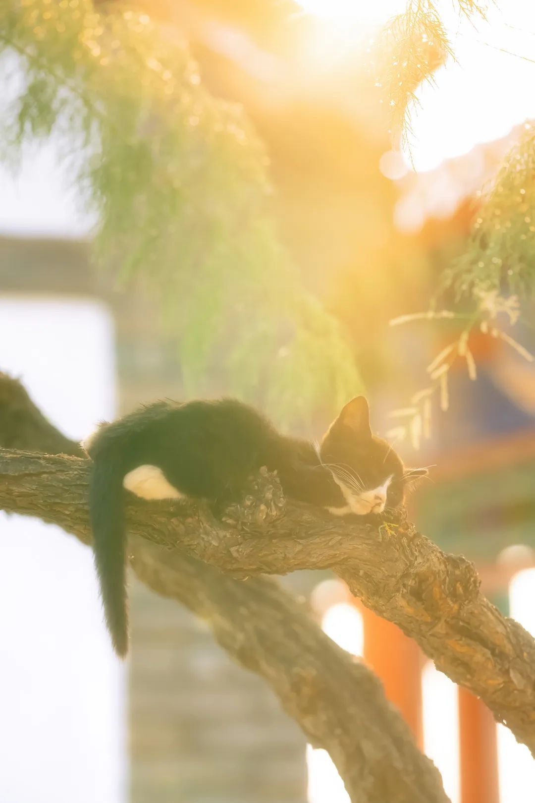 八仙过海各显神通鼠来宝,八仙过海狸猫