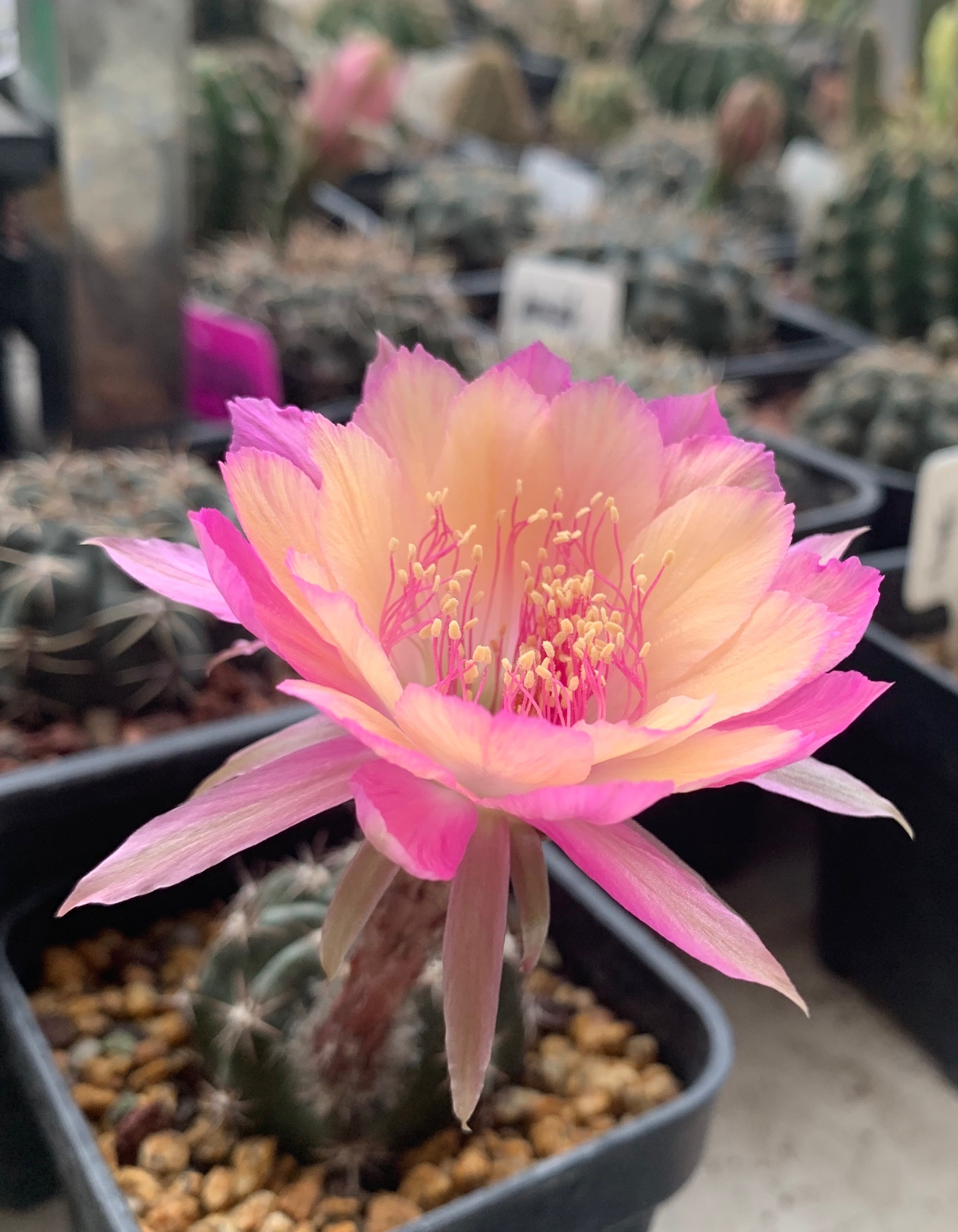 仙人球极光花,仙人球名中的极品