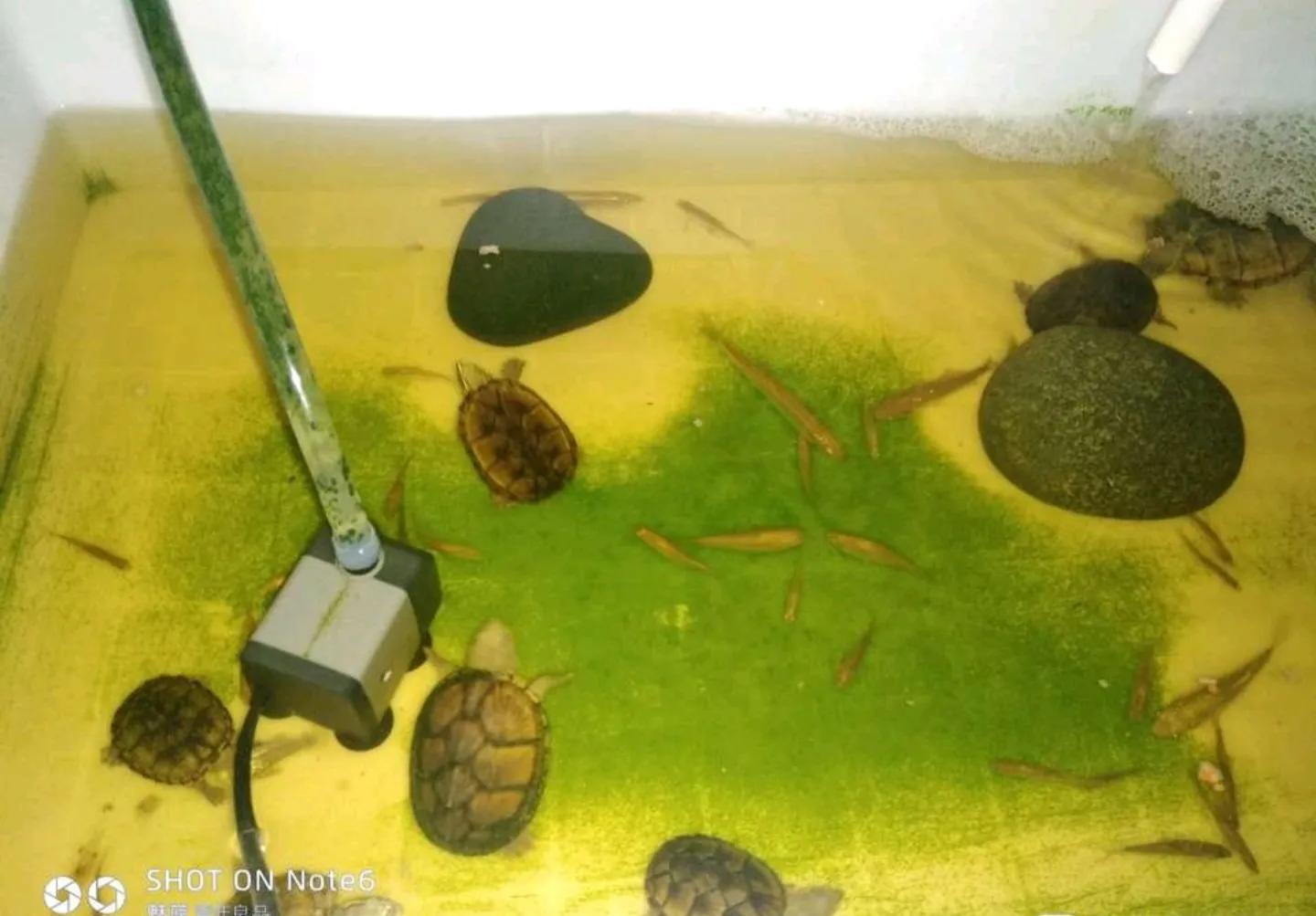 新手养龟的快乐缸,新手养龟入门教程