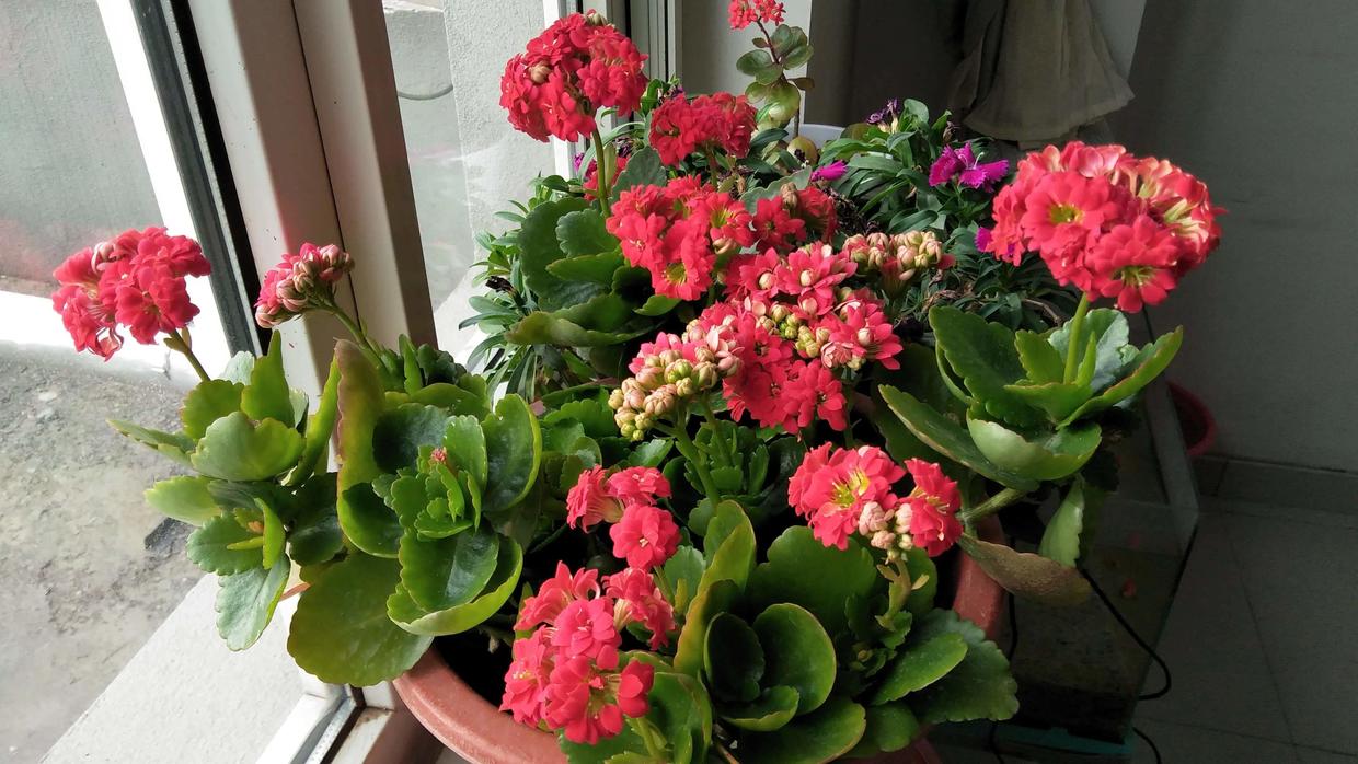 10种公认客厅最好养的花,适合客厅养的懒人花