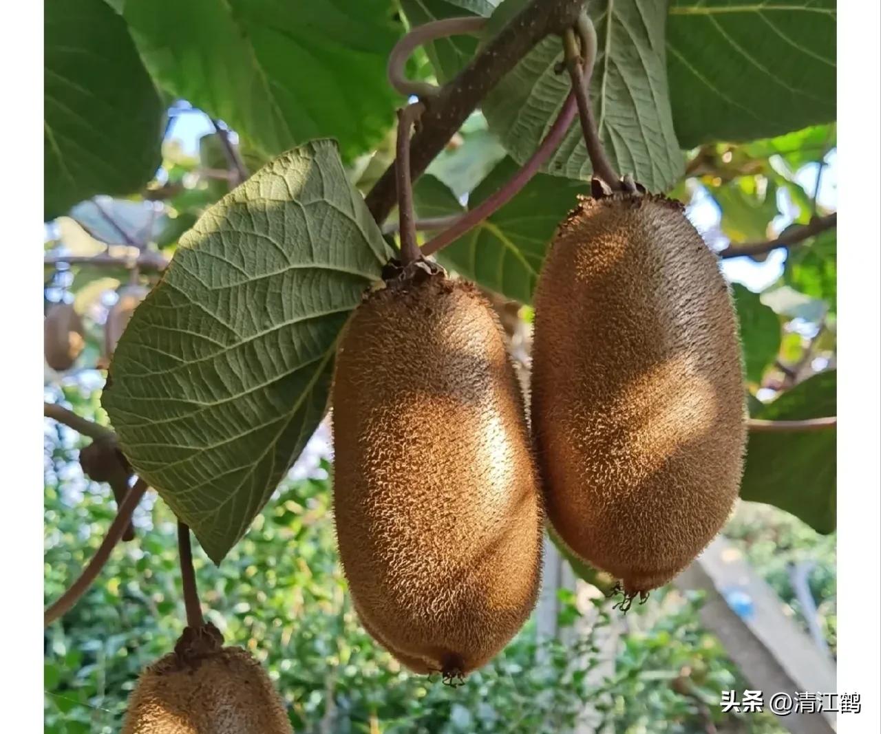 液体叶面肥使用方法,怎么辨别叶面肥好坏