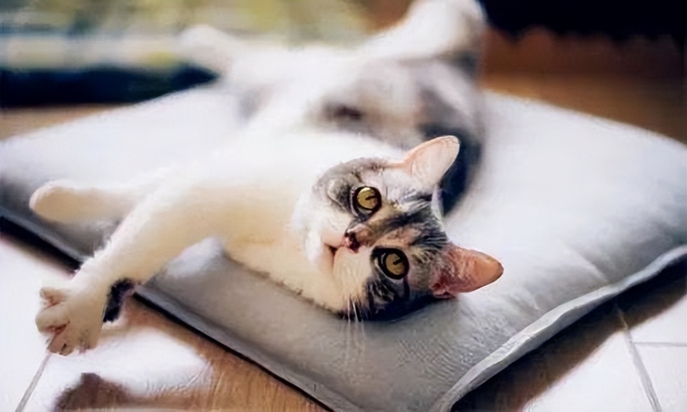 夏天预防猫咪中暑,天气太热了猫咪中暑了怎么办