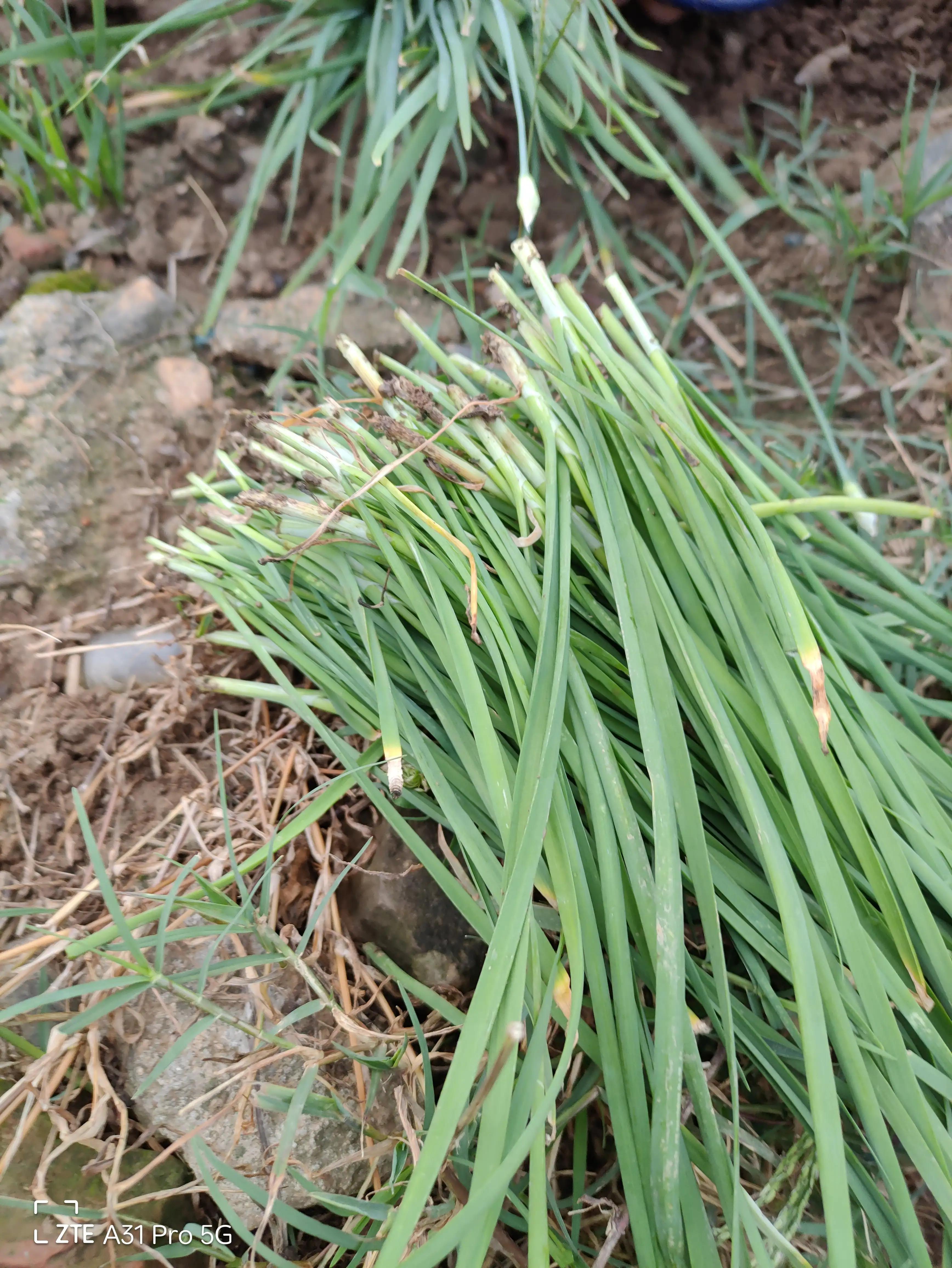 落花生的原名,落花生是什么意思