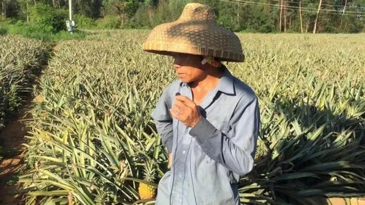 水果滞销中国解决,台湾凤梨释迦滞销原因