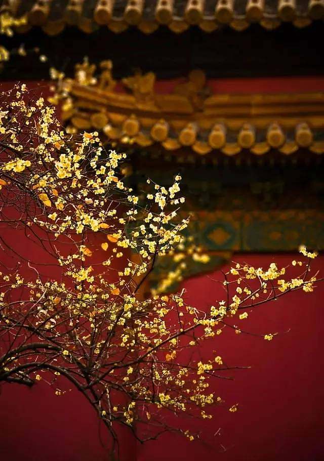 古诗咏梅的诗句经典,咏梅最出名的十首诗词