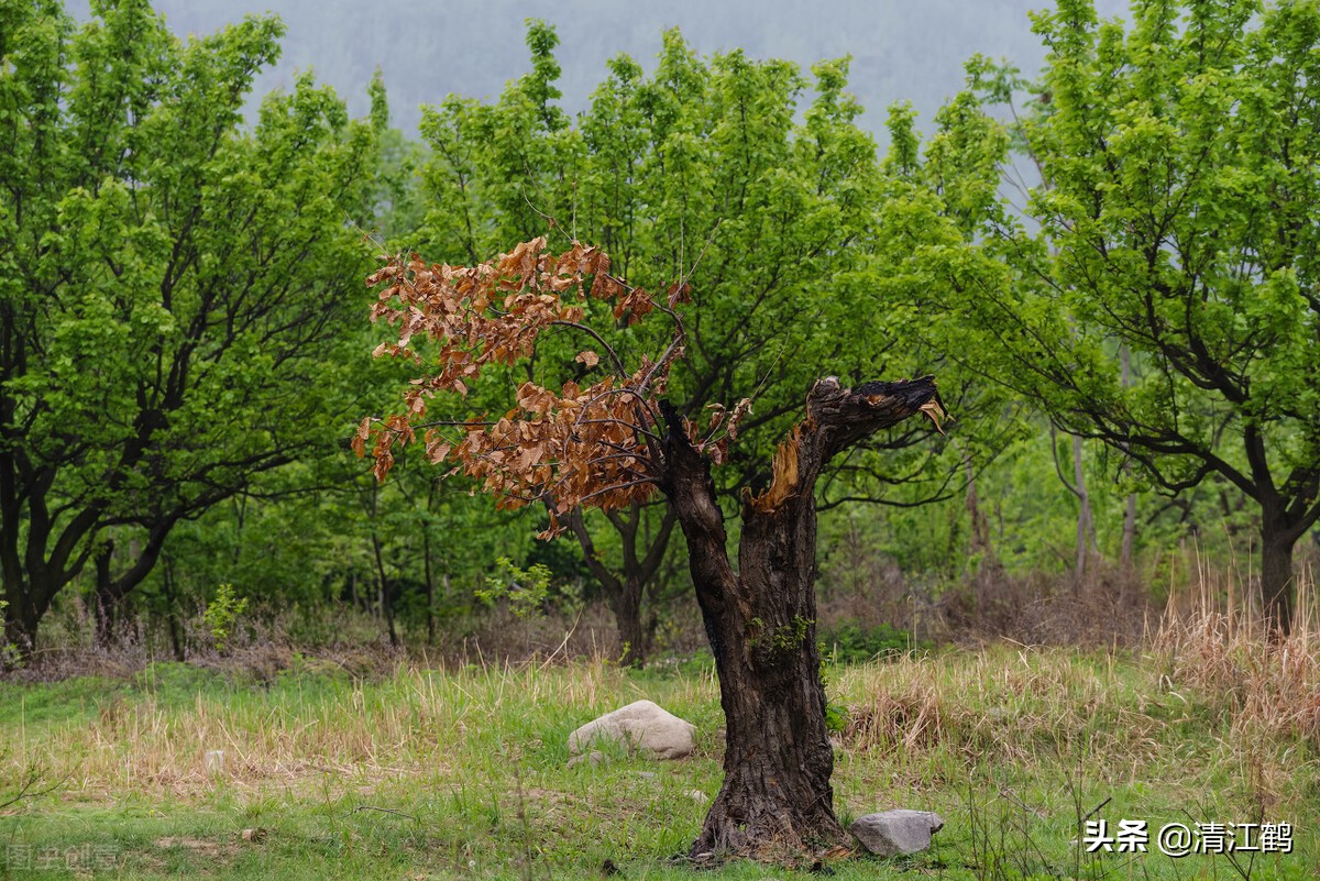 除草剂灭根,除大树除草剂怎么使用