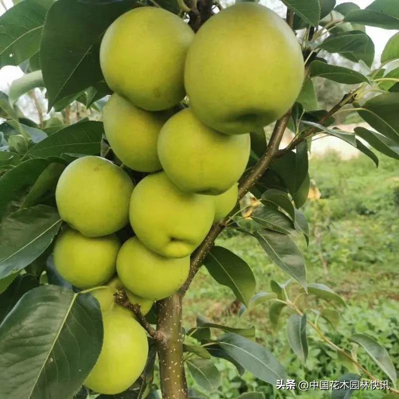 河南桐柏苏翠一号梨苗联系方式,安徽砀山嫁接苏翠一号梨苗价格表