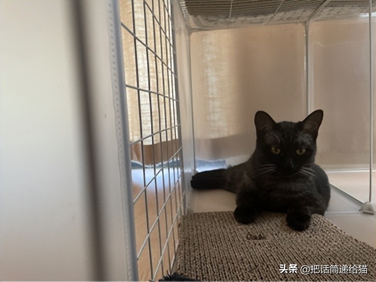 为什么猫咪养着养着就瘦了,猫咪为什么养着养着就发黄了