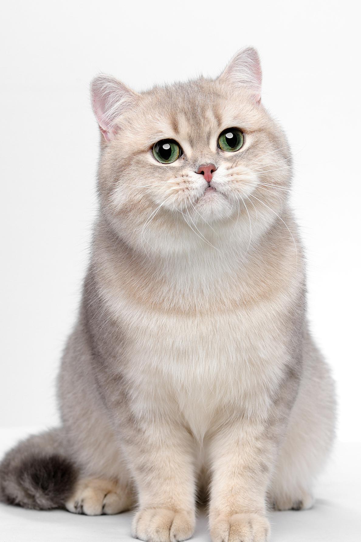 新手养英短猫好还是美短,一个半月的英短好养吗