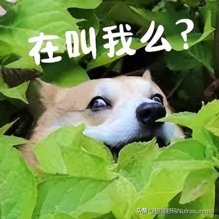 植物基蛋白,植物基蛋白的前景