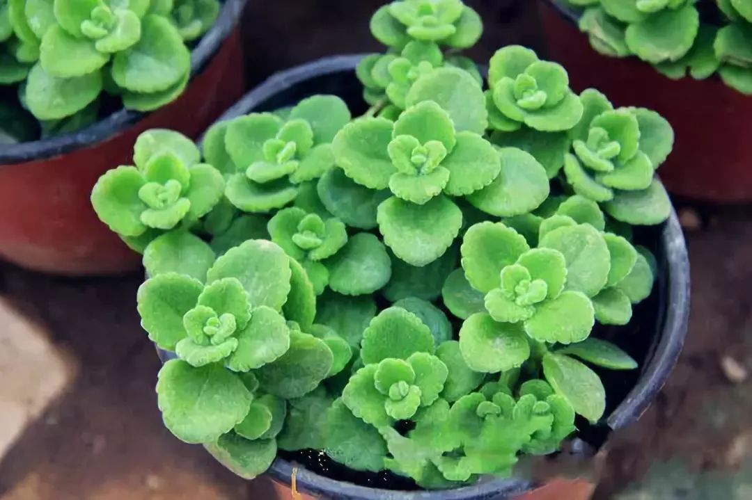 吸甲醛超强的十五种植物,新房如何种植去甲醛植物