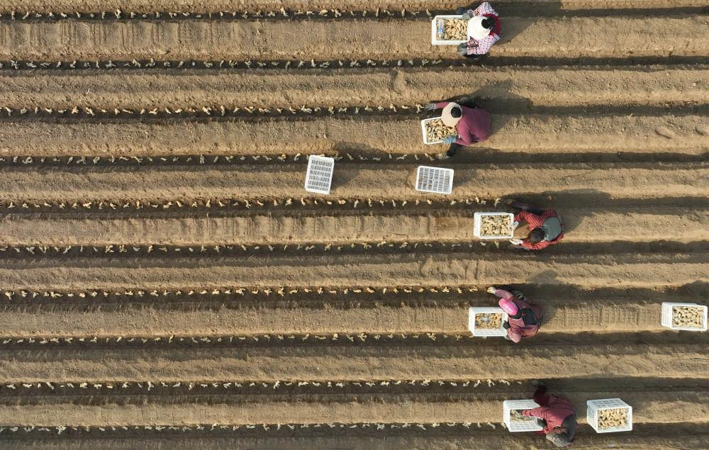 河北唐山冀东生姜之乡播种忙,唐山生姜大量供应