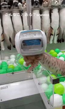 猫咪挑食只需一招,猫咪讨食小技巧