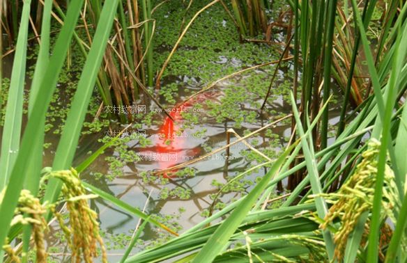 楼顶鱼菜共生,鱼菜共生权威解析