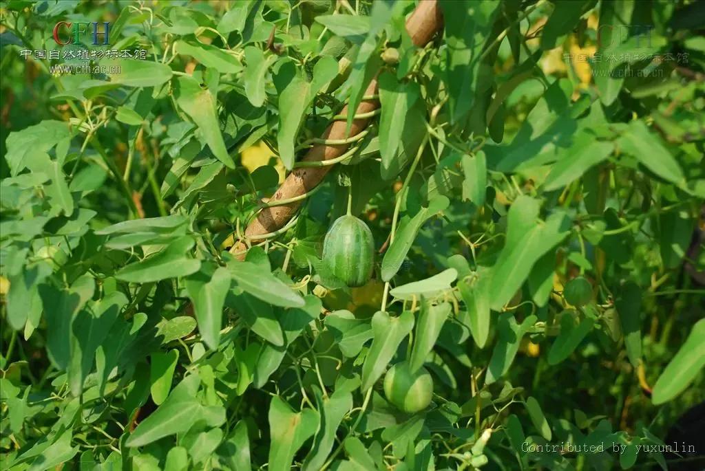长得比较奇葩的植物,植物界奇葩的几种植物