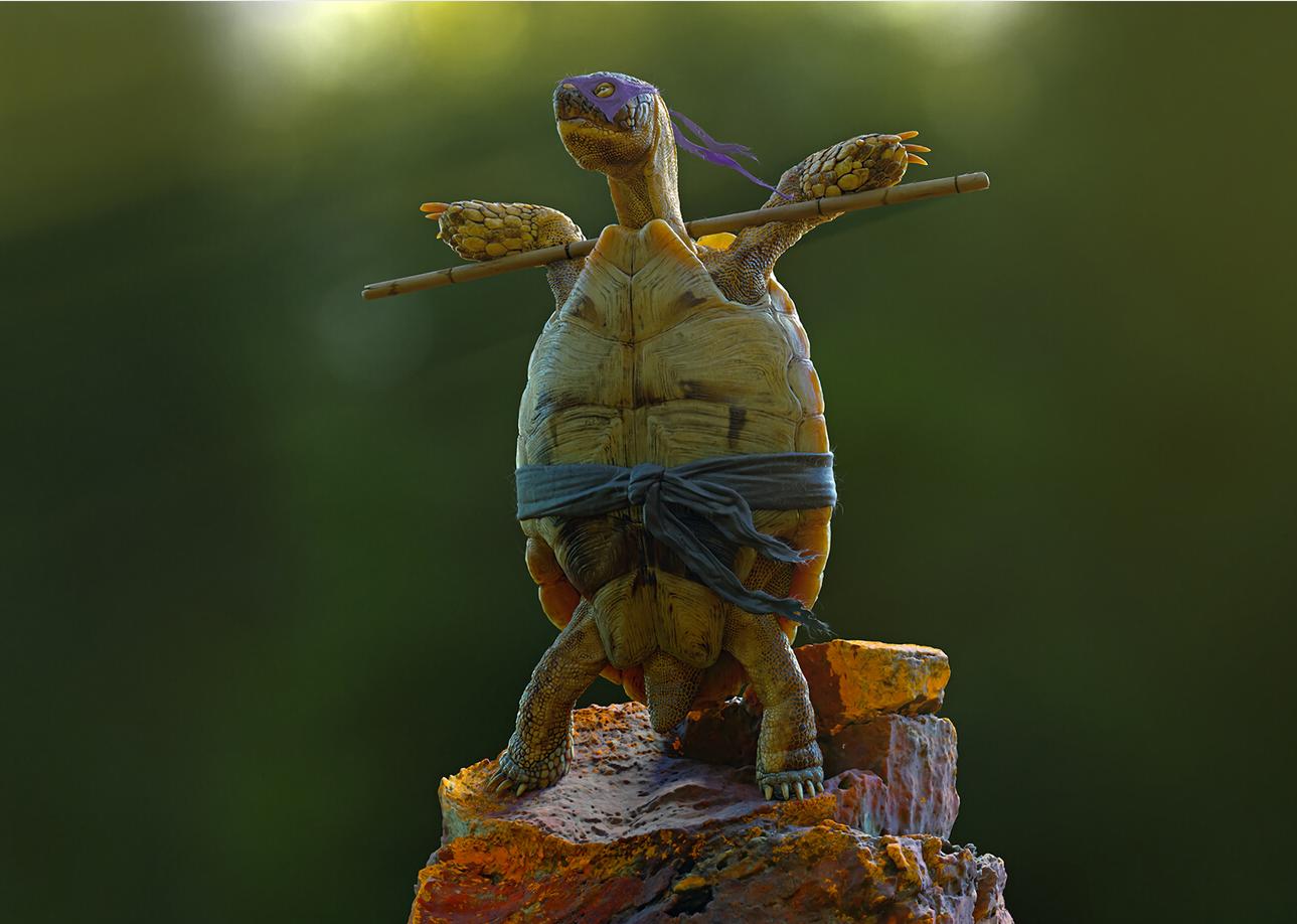 乌龟怎么练技能,乌龟散步的训练方法