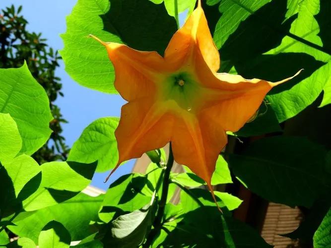 五星花有什么特点,五星花最漂亮的品种