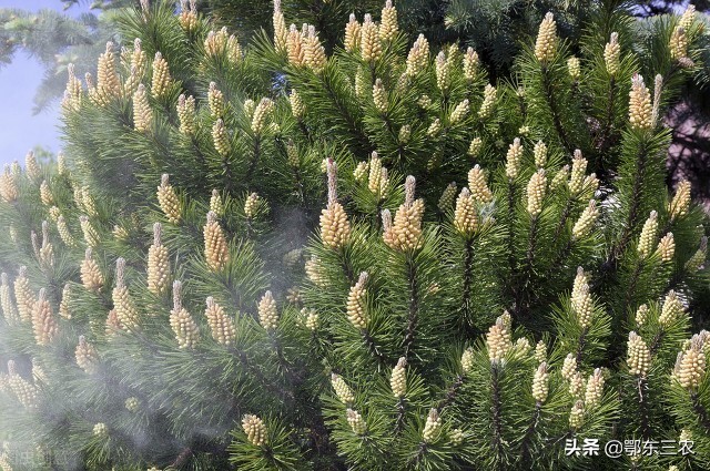 正宗松花粉多少钱一斤大连,长白山松花粉几月份采摘