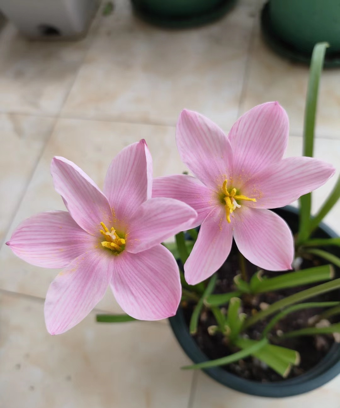 花期长好看耐寒耐高温的花好养,花期长耐热耐寒又好养的花