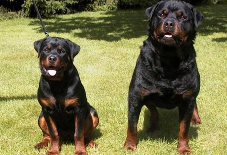 警犬工资一万八真的假的,警犬一月工资